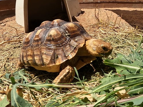 BLACKOUT - Sulcata (African Spur Thigh) available for adoption