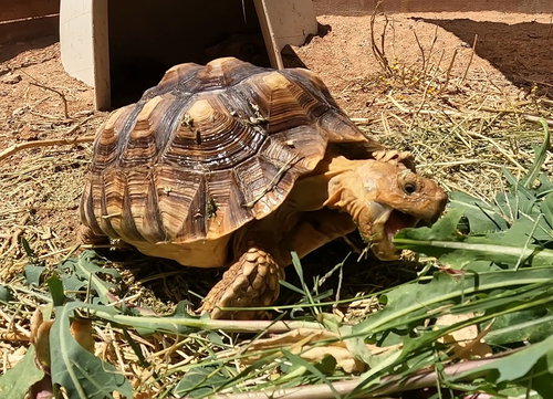 BLACKOUT - Sulcata (African Spur Thigh) available for adoption