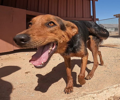 COHEN - Shepherd available for adoption