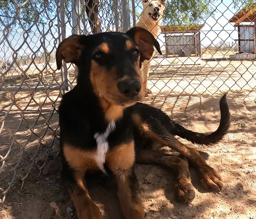 CASEY - Doberman Pinscher available for adoption