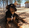 Casey - Photo 4