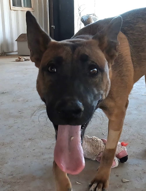 GROVER - Belgian Shepherd Malinois available for adoption