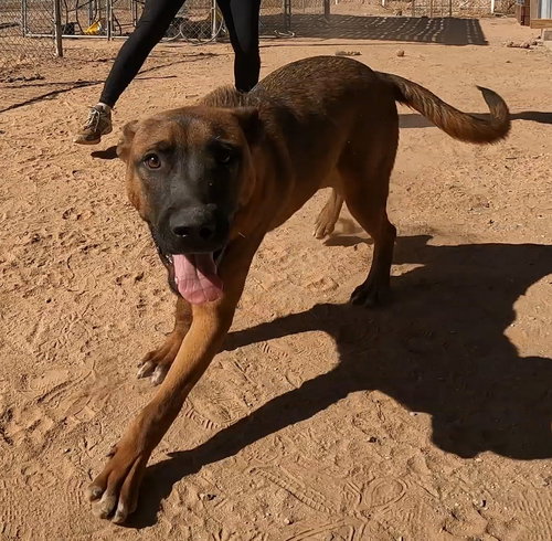 GROVER - Belgian Shepherd Malinois available for adoption
