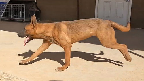 Grover — thumbnail 6