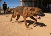 Grover - Photo 7