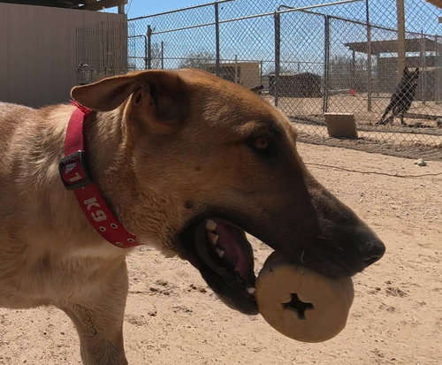 FREDDY - Great Dane available for adoption