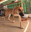 Freddy - Photo 5
