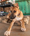 Freddy - Photo 9