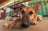 Freddy - Photo 11