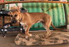 Freddy - Photo 16