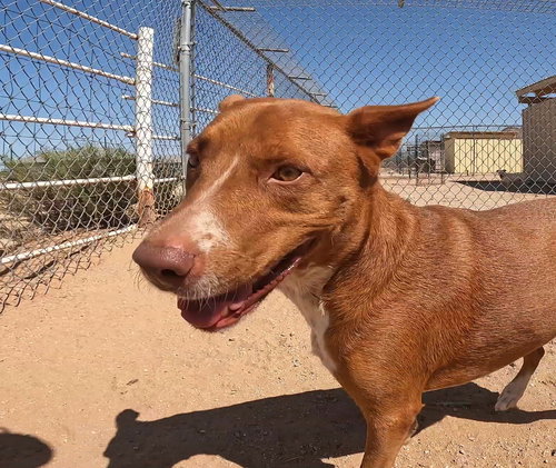 RUBY - Australian Shepherd / Red Heeler available for adoption
