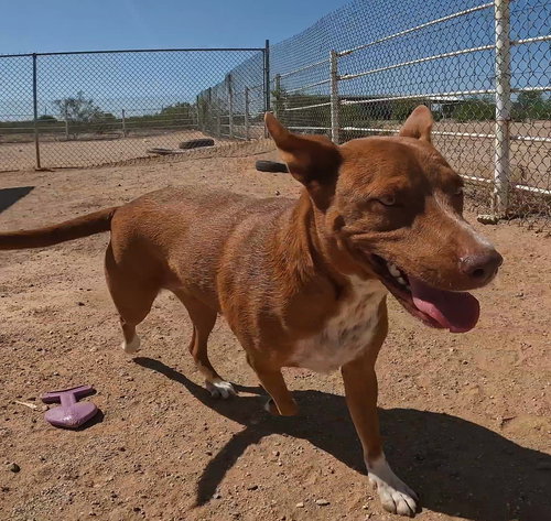 RUBY - Australian Shepherd / Red Heeler available for adoption
