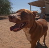 Ruby - Photo 7