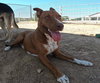Ruby - Photo 13