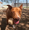 Ruby - Photo 19