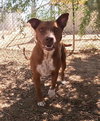 Ruby - Photo 21