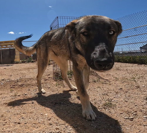 LIL - Husky / Shepherd available for adoption