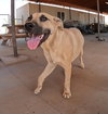 Gordo - Photo 1