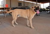 Gordo - Photo 2
