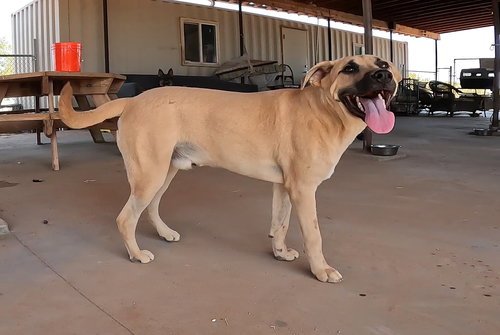 GORDO - Black Mouth Cur available for adoption