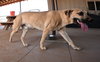 Gordo - Photo 11