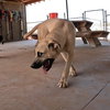 Gordo - Photo 13