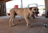 Gordo - Photo 14