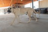 Gordo - Photo 18