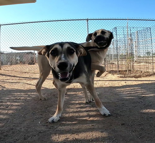 MONA - Shepherd available for adoption