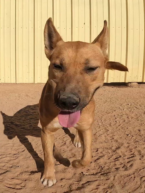 ALEXI - Shepherd available for adoption