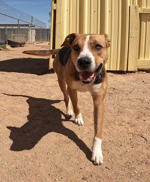 RHEA - Foxhound available for adoption