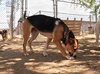 Rhea - Photo 8