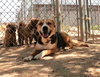Rhea - Photo 12