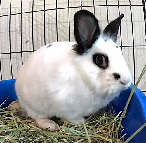 BEATRIX - Lionhead available for adoption