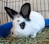 Beatrix - Photo 3