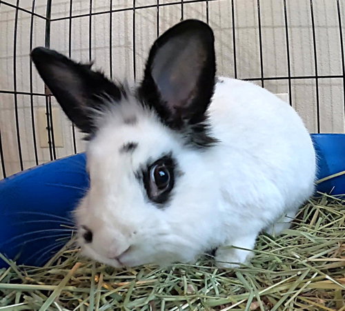 Photo 3 of Beatrix