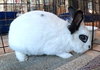 Beatrix - Photo 4