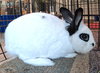 Beatrix - Photo 5