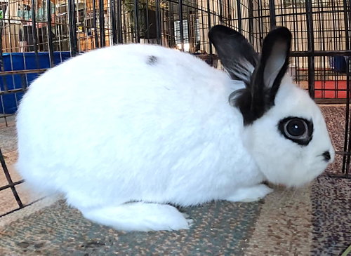 Photo 5 of Beatrix