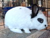 Beatrix - Photo 6