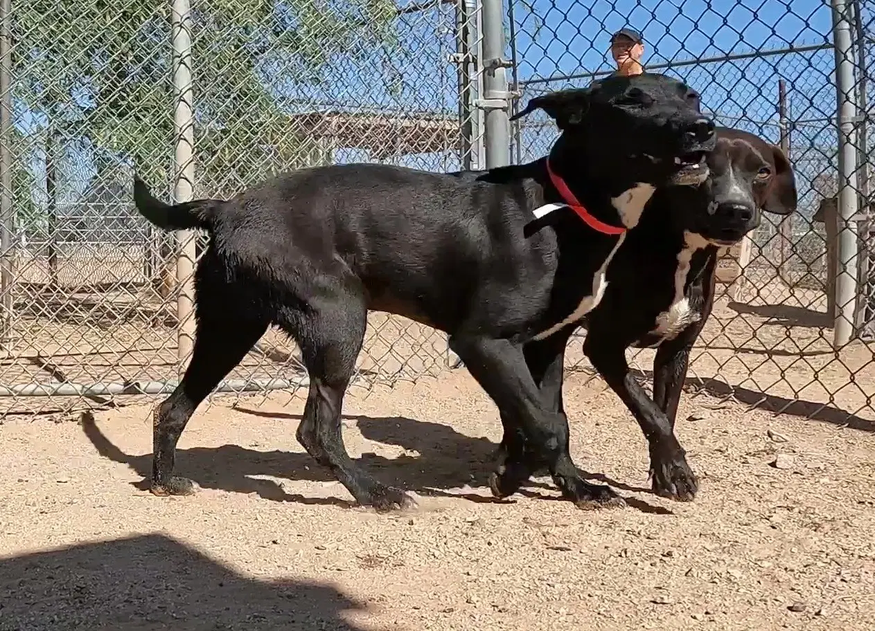 Feather - Black Labrador Retriever