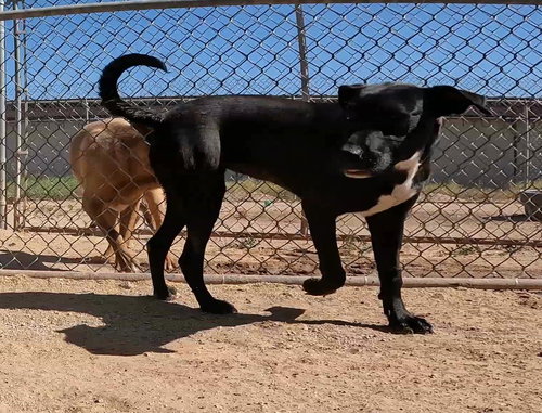FEATHER - Black Labrador Retriever available for adoption