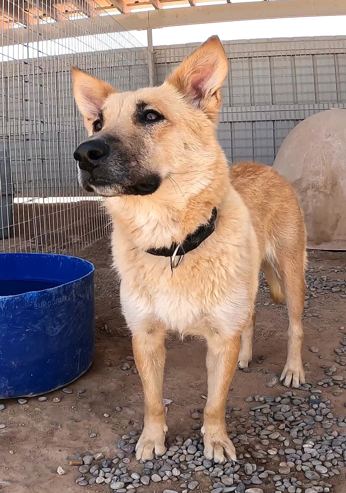Gracie Lou, Shepherd
