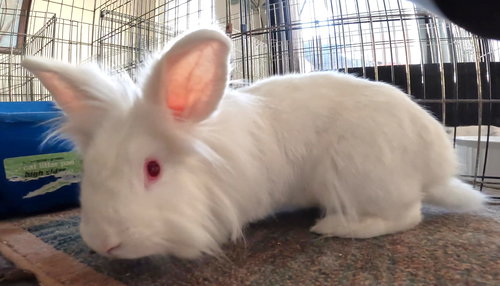 CAPRI - Lionhead available for adoption