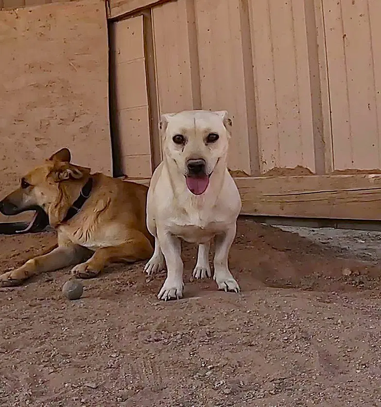 Nick - Labrador Retriever