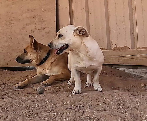 NICK - Corgi / Yellow Labrador Retriever available for adoption