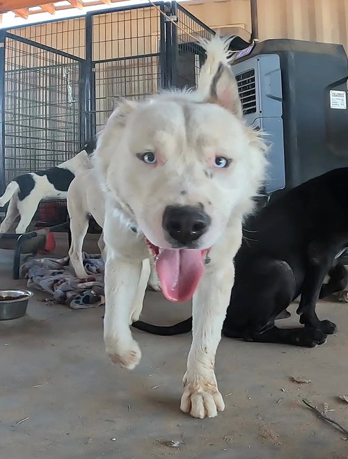 KUNG PAO - Husky / Brittany available for adoption