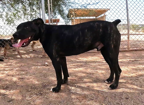 BO - Boxer available for adoption