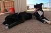 Bo - Photo 16
