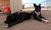Bo - Photo 18